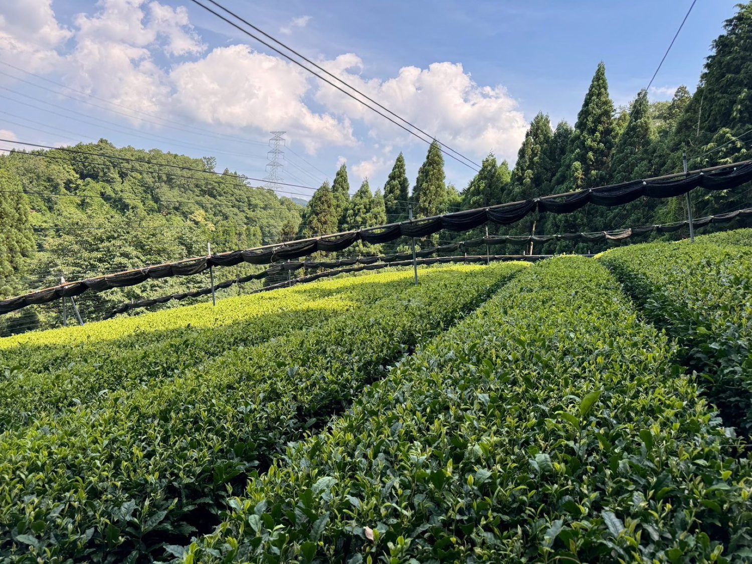 専属契約農家の茶園