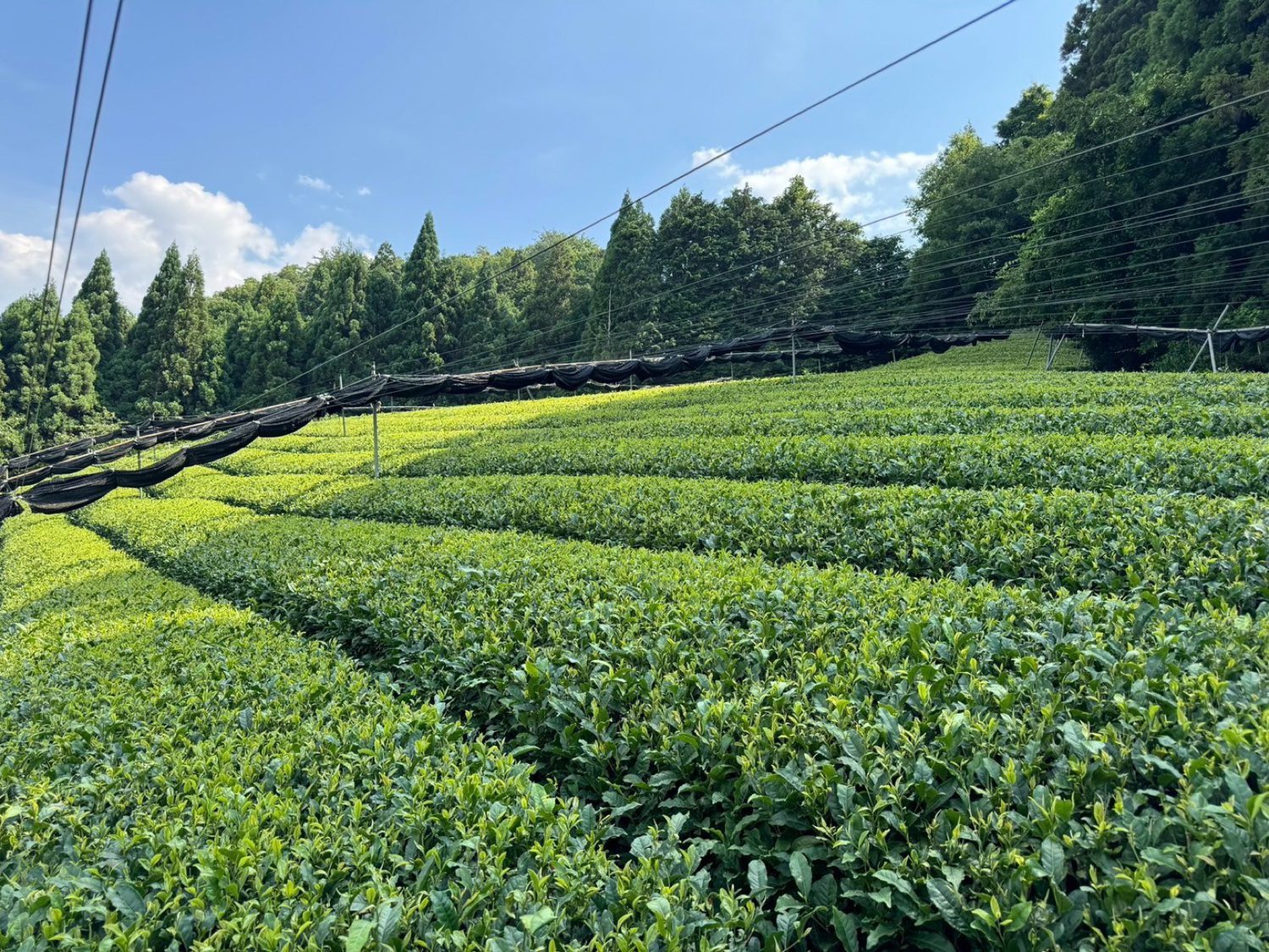 宇治の茶畑(覆下栽培)